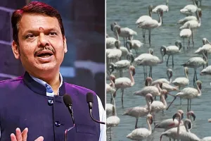 ठाणे की 8 झीलों को Wetland दर्जा न मिलने पर CM फडणवीस सख्त, फ्लेमिंगो आवास को लेकर जांच के आदेश