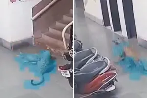 आईआईटी बॉम्बे कैंपस में घुसा तेंदुआ, CCTV में कुत्ते पर हमला करते हुए कैद; इलाके में दहशत