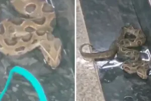 मुंबई मेट्रो 3 के BKC स्टेशन में दिखा भारत का सबसे जहरीला सांप 'रसेल वाइपर', प्यास से बेहाल सांप को पानी पिलाकर किया गया रेस्क्यू