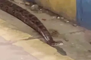 ठाणे में रेंगता दिखा अजगर, डिवाइडर के पास पहुंचते ही लोगों में दहशत
