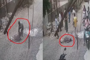 पालघर में सनसनी: राजस्व विभाग की महिला कर्मचारी पर दरांती से जानलेवा हमला, हालत गंभीर