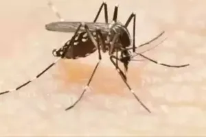 मुंबई में डेंगू-स्वाइन फ्लू के मामले तेजी से बढ़े; बारिश के साथ बढ़ा बीमारियों का खतरा! 