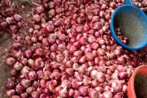 मुंबई: महंगाई की नई मार प्याज के भाव में बड़ा उछाल आखिर क्यों बढ़ी कीमतें