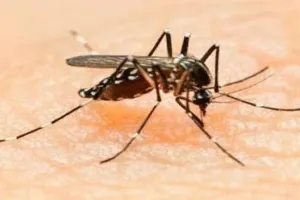 मुंबई : गंदगी और बढ़ते मच्छरों के प्रकोप के बीच क्षेत्र में डेंगू का खतरा 